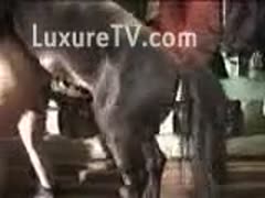 A willing, fat, elderly whore is being severely drilled by a horse.